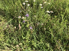 Caesia parviflora vittata