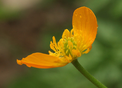 Ranunculus caucasicus