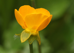 Ranunculus caucasicus