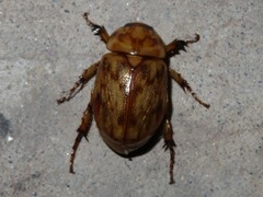 Cyclocephala fulgurata