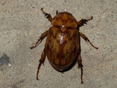 Cyclocephala fulgurata