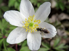 Lasioglossum laticeps
