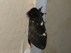 Paradirphia andicola