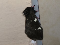Paradirphia andicola