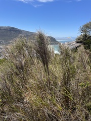 Pseudopentameris macrantha