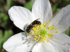 Lasioglossum laticeps
