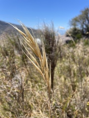 Pseudopentameris macrantha