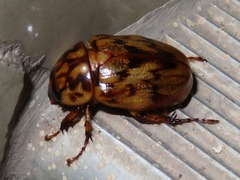 Cyclocephala fulgurata