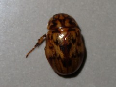 Cyclocephala fulgurata