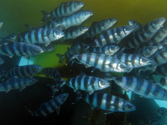 Naucrates ductor
