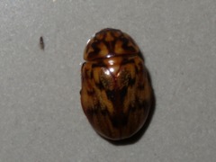 Cyclocephala fulgurata