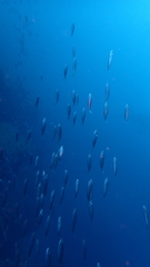 Trachurus