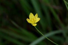 Eriospermum abyssinicum