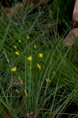 Eriospermum abyssinicum
