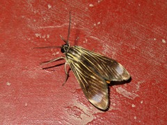 Eucereon costinotata