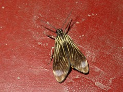 Eucereon costinotata