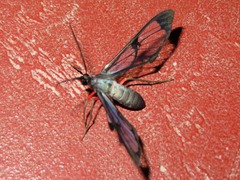 Mesothen caeruleicorpus