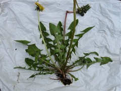 Taraxacum fusciflorum