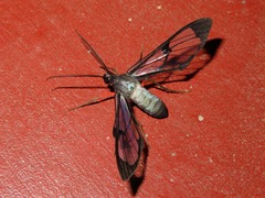 Mesothen caeruleicorpus