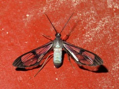 Mesothen caeruleicorpus