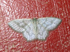 Chloropteryx opalaria