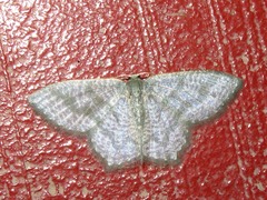 Chloropteryx opalaria