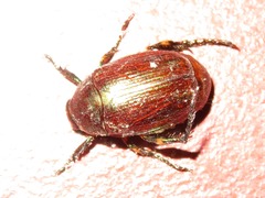 Callistethus