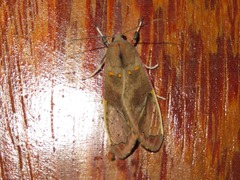 Bertholdia specularis