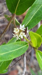 Leichhardtia suaveolens