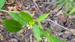 Leichhardtia suaveolens