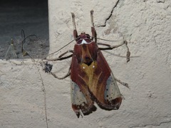 Bertholdia albipuncta