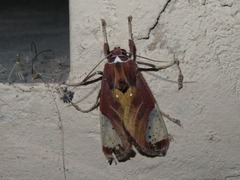 Bertholdia albipuncta