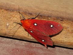 Hyperthaema punctata