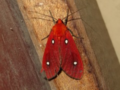 Hyperthaema punctata