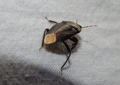 Macroscytus reflexus