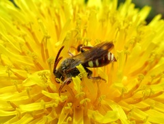 Nomada alboguttata