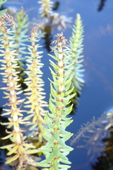 Hippuris tetraphylla