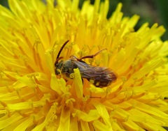 Nomada alboguttata