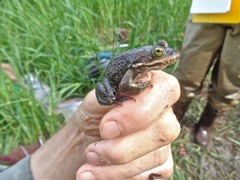 Rana pretiosa