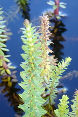 Hippuris tetraphylla
