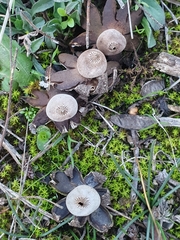 Agaricomycetes