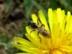 Nomada alboguttata
