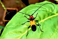 Purpuricenus laetus