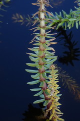 Hippuris tetraphylla