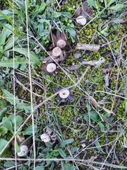 Agaricomycetes