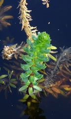 Hippuris tetraphylla