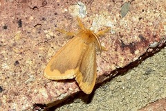 Euproctis fimbriata