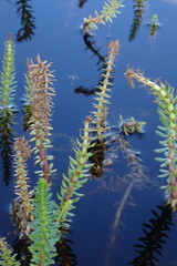Hippuris tetraphylla