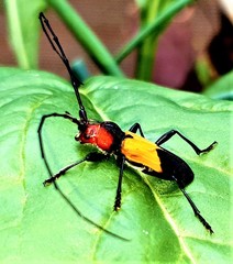 Purpuricenus laetus
