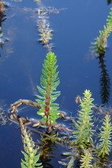 Hippuris tetraphylla